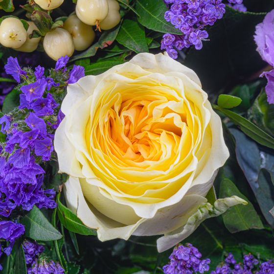 weiße Rose im lila Blütenmeer