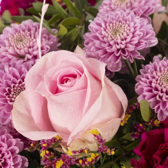 rosa Rose und fliederfarbende Chrysanthemen 